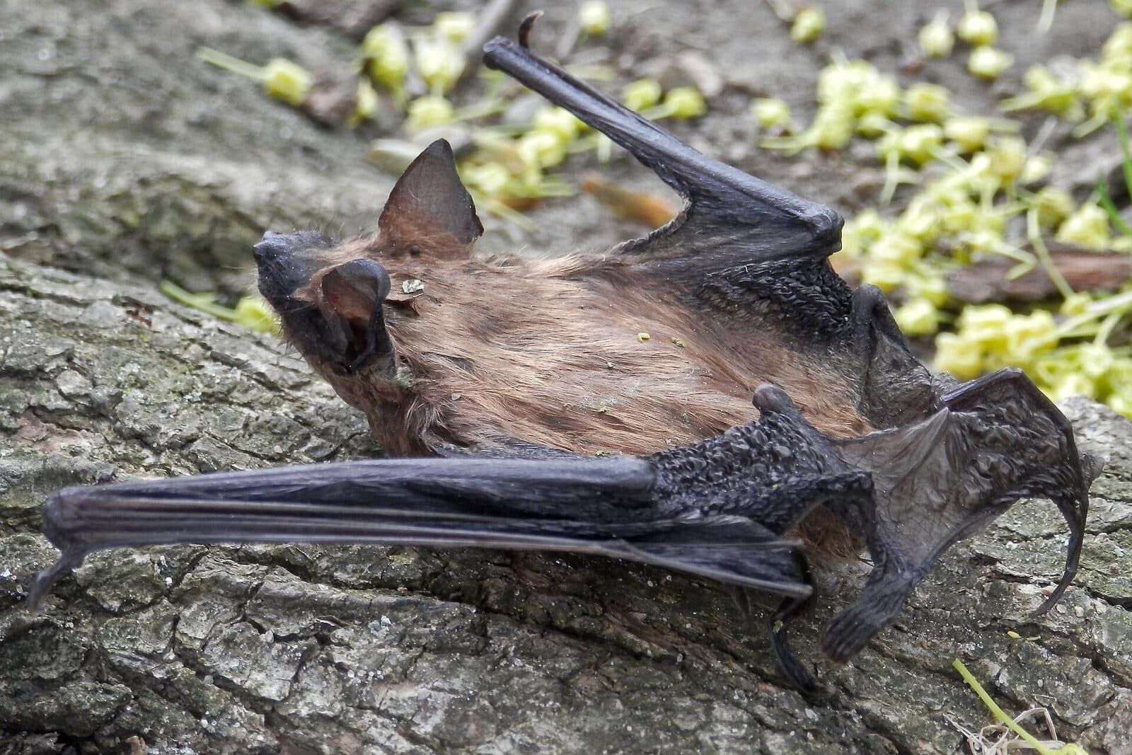 A brown bat resting on tree bark