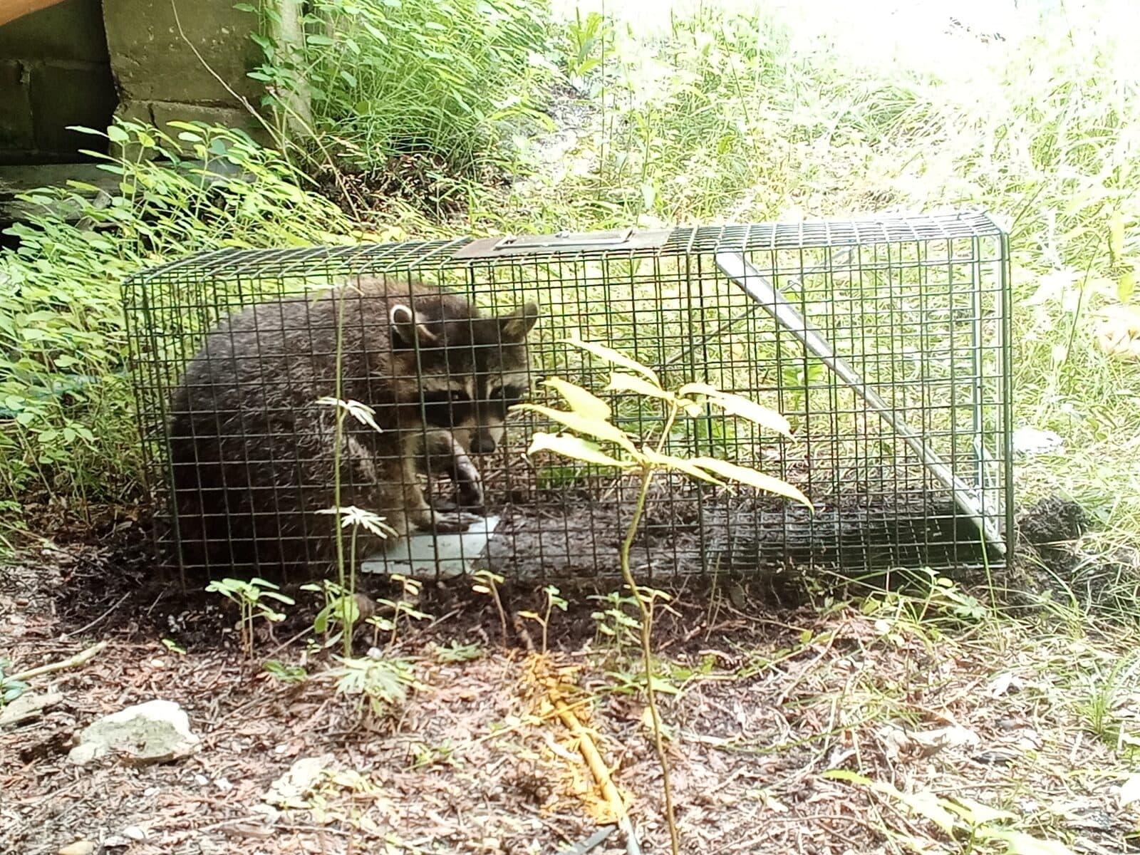 A raccoon safely caught in a live trap beside a house
