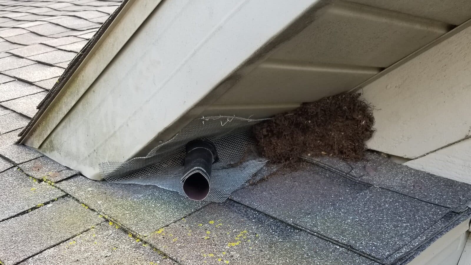 Nesting debris packed into a gap between a roof vent and the soffit, a common wildlife entry point