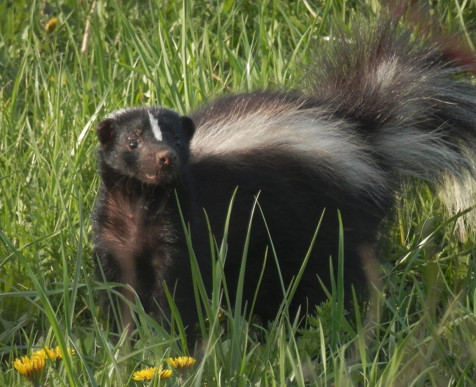 A striped skunk in tall grass